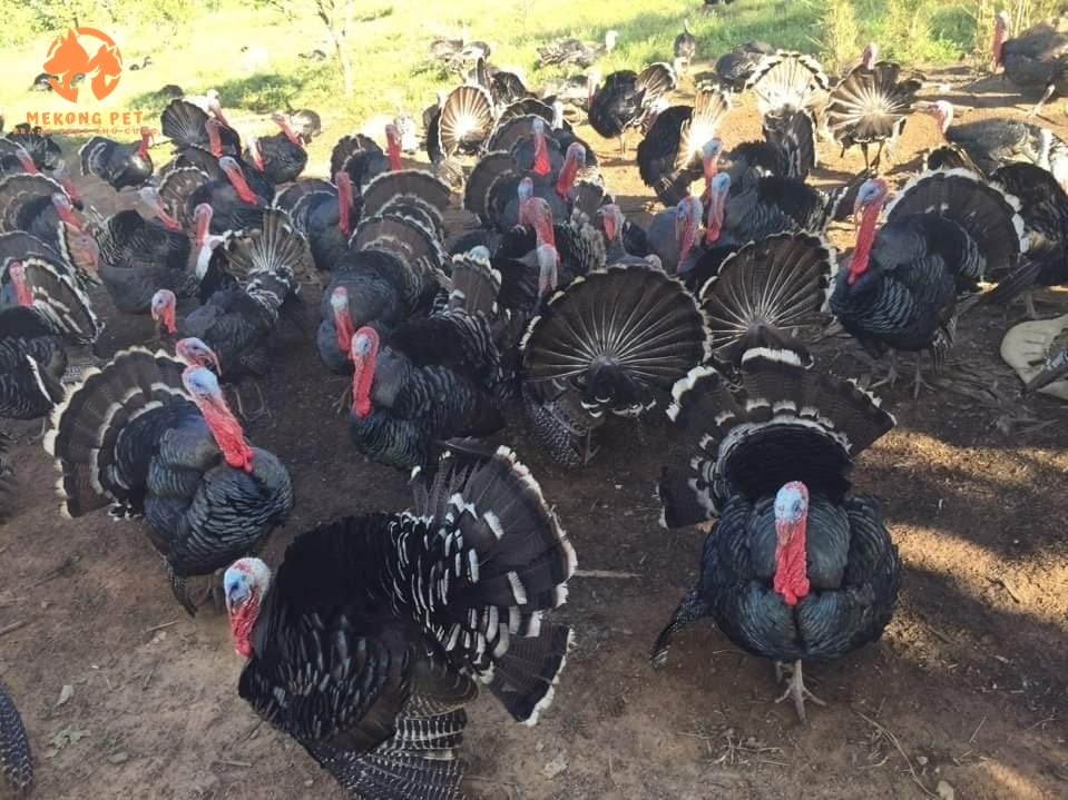 Gà Tây Giống Đồng Nai: Bí Quyết Chọn Lựa Và Chăm Sóc Đúng Cách